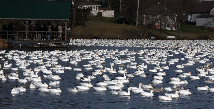 Multitude d'oiseaux blancs sur l'étang