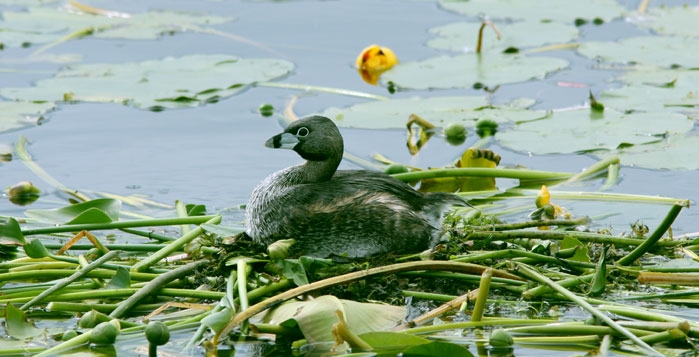 Oiseau sur l'étang