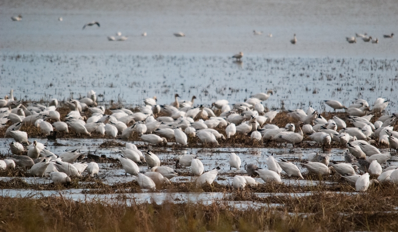 Multitude d'oiseaux blancs sur l'étendue d'eau