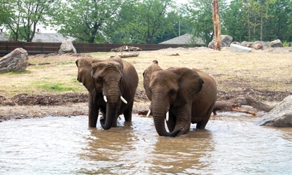 Éléphants se baignant