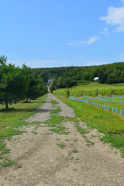 Chemin d'accès au vignoble