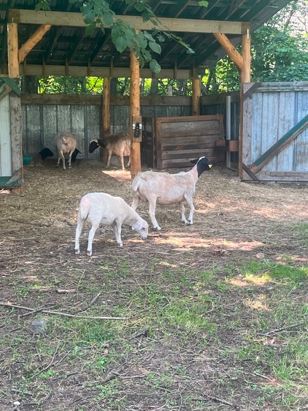 Parc des moutons