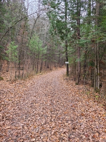 Sentier en forêt