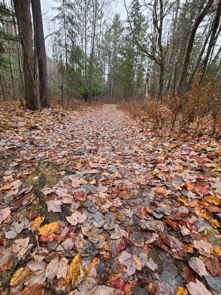 Revêtement en terre et en feuilles