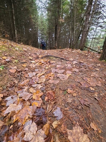 Quelques racines à découvert sur le parcours