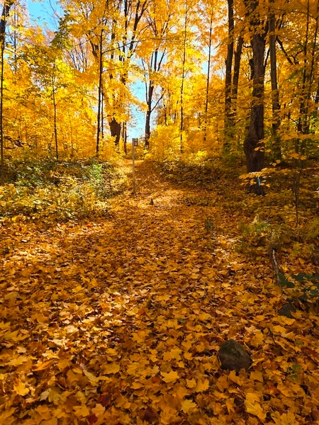 Sentier des érables (avec une passerelle)